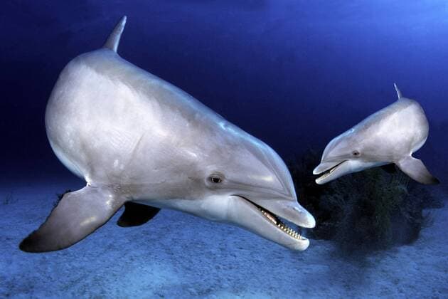 Delfin mit Jungtier - McPHOTO