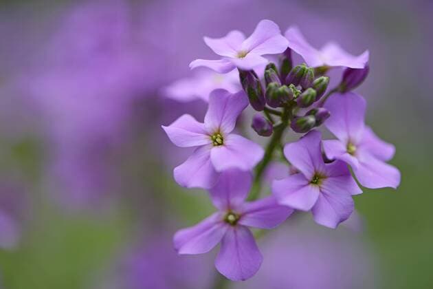  Nachtviole (Hesperis matronalis), Haren, Emsland, Niedersachsen, Deutschland, Europa iblenh03482806.jpg
