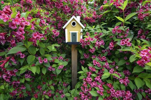  Vogelhäuschen vor blühender Weigelie (Weigela or Weigelia), Stuttgart, Baden-Württemberg, Deutschland, Europa ibximw03477850.jpg