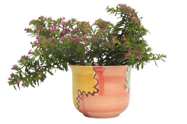 Koecherbluemchen, Japanische Scheinmyrte, Japanische Myrte (Cuphea hyssopifolia), Pflanze in buntem Topf elfin herb (Cuphea hyssopifolia), plant in colourful pot BLWS034571