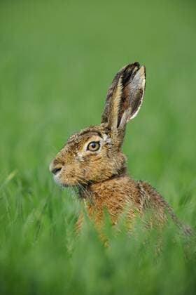 Europaeischer Hase, Europaeischer Feldhase (Lepus europaeus), auf einer Wiese, Portraet, Deutschland European hare, Brown hare (Lepus europaeus), in a meadow, portrait, Germany BLWS339220