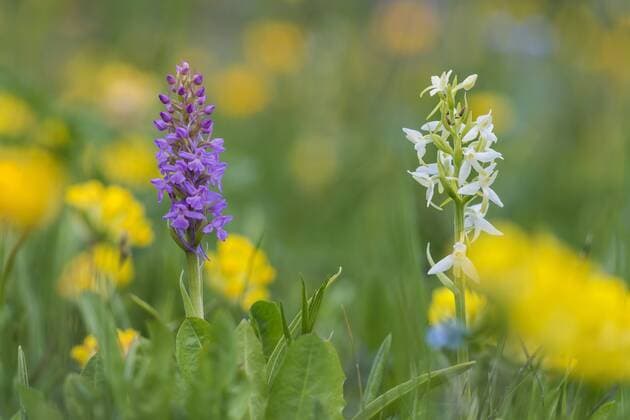  Blühende Mücken-Händelwurz (Gymnadenia conopsea) und Zweiblättrige Waldhyazinthe (Platanthera bifolia), Nationalpark Hohe Tauern, Österreich, Europa ibltru03508832.jpg