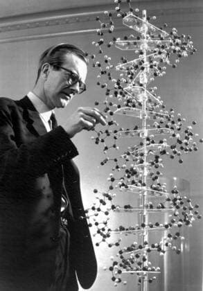 IMAGO History, Entdeckung der Doppelhelixstruktur der DNA: 1953 18 OCTOBER 1962 DR. MAURICE WILKINS STUDIES A MODEL OF DNA AFTER IT WAS ANNOUNCED THAT HE HAD WON A NOBEL PRIZE WITH DR. FRANCIS CRICK AND PROFESSOR JAMES WATSON FOR THEIR RESEARCH. NEW YORK, USA. UnitedArchives00511250 