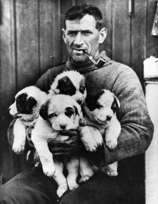 Crew member Tom Cream rears an Antarctic family with huskies. Quadruplets the pups by Sally and Samson: Roger, Nell, Toby and Nelson pictured during the Endurance 1914 - 1916 expedition to the Antarctic led by Shackleton. UnitedArchives00824034 