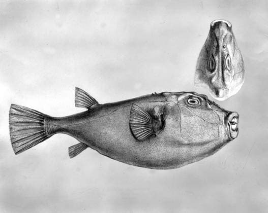 Fishes of the Galapagos - Tetrodon angusticeps. Darwin and the Beagle by Alan Moorhead, page 204. UnitedArchives00901514 