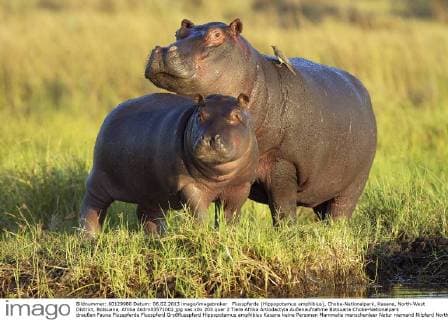 Flusspferde (Hippopotamus amphibius), Chobe-Nationalpark, Kasane, North-West District, Botsuana, Afrika ibldrn03571002.jpg