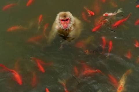 HEFEI, CHINA - JULY 16: (CHINA OUT) A monkey swims in water surrounded by a school of fish to beat the heat at Hefei Wildlife Zoo on July 16, 2013 in Hefei, Anhui Province of China.  CFPAufmacher 441922292