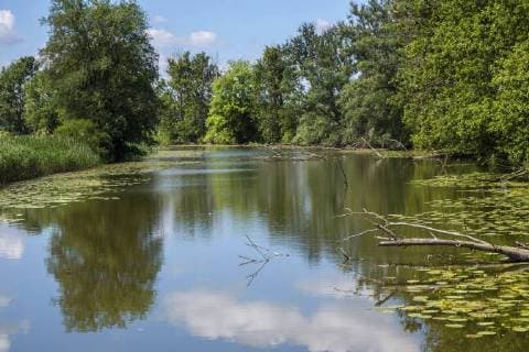 toter Seitenarm der Westoder, Deutschland, Mecklenburg-Vorpommern, Oderbruch, Gartz oxbow lake of Oder river, Germany, Mecklenburg-Western Pomerania, Oderbruch, Gartz BLWS339816