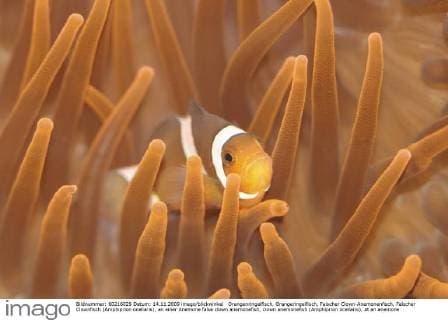 Orangenringelfisch, Orangeringelfisch, Falscher Clown-Anemonenfisch, Falscher Clownfisch (Amphiprion ocellaris), an einer Anemone false clown anemonefish, clown anemonefish (Amphiprion ocellaris), at an anemone BLWS234463