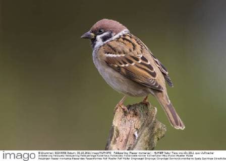 Feldsperling (Passer montanus) - McPNBT