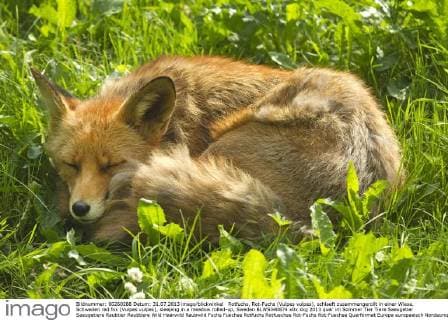 Rotfuchs, Rot-Fuchs (Vulpes vulpes), schlaeft zusammengerollt in einer Wiese, Schweden red fox (Vulpes vulpes), sleeping in a meadow rolled-up, Sweden BLWS340874