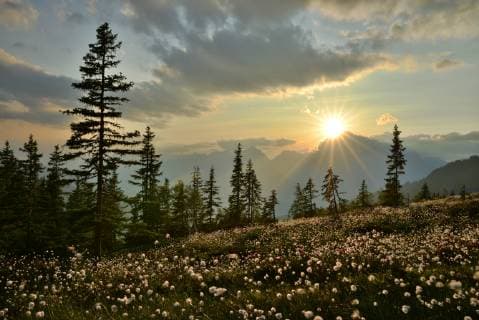  Naunz im Sommer, Wollgras (Eriophorum sp.) vor Karwendel-Gebirge, Tuxer Alpen, Zentrale Ostalpen, Alpen, Tirol, Österreich, Europa iblreh03581071.jpg