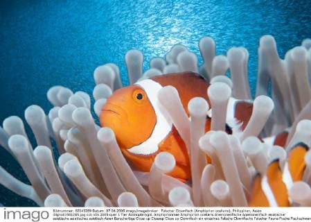 Falscher Clownfisch (Amphiprion ocellaris), Philippinen, Asien iblgno03581285.jpg