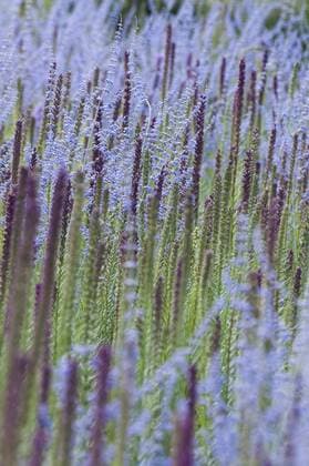 Ã hrige Prachtscharte (Liatris spicata) und Silber-Perowskie (Perovskia atriplicifolia)