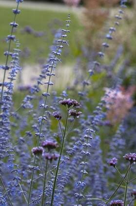 Verbene (Verbena bonariensis) und Silber-Perowskie (Perovskia atriplicifolia)