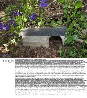 IMAGO Creative: Jahreszeit Herbst, Igel beziehen Winterquartier Europaeischer Igel, Westeuropaeischer Igel, Westigel, West-Igel, Braunbrustigel, Braunbrust-Igel (Erinaceus europaeus), Unterschlupf fuer Igel im Naturgarten, Deutschland Western hedgehog, European hedgehog (Erinaceus europaeus), shelter for hedgehogs in a natural garden, Germany BLWS343393