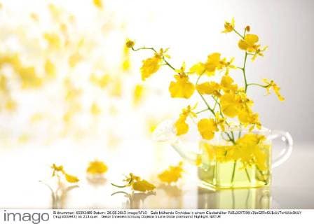 Gelb blühende Orchidee in einem Glasbehälter  (mgjb000943)