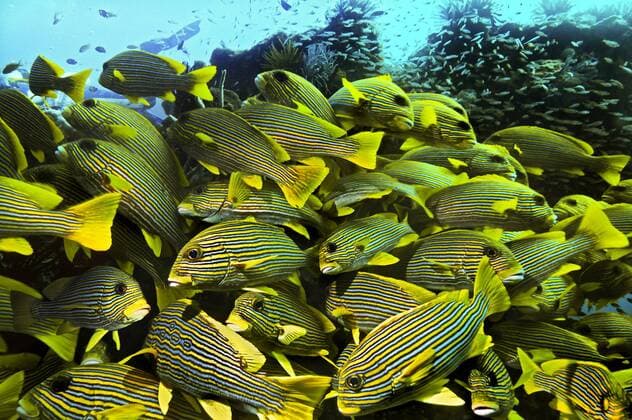 Goldstreifen-Süßlippen (Plectorhinchus polytaenia), Insel Kri, Dampier-Straße, West-Neuguinea, Indonesien, Asien iblabc03492219.jpg