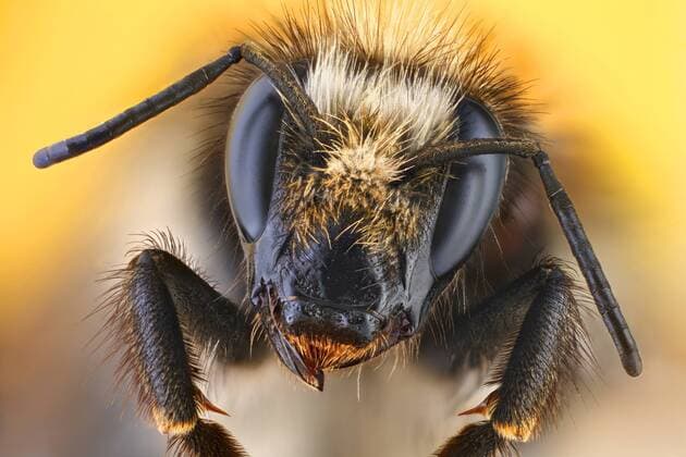 Ackerhummel, Acker-Hummel, Feldhummel, Feld-Hummel (Bombus pascuorum, Bombus agrorum), Portraet, Deutschland carder bee, common carder bee (Bombus pascuorum, Bombus agrorum), portrait, Germany BLWS322615