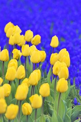 Gartentulpe, Garten-Tulpe, Tulpe (Tulipa gesneriana), gelbe Blueten mit Traubenhyazinthen im Fruehling, Niederlande common garden tulip (Tulipa gesneriana), yellow blossoms with grape hyacinths in springtime, Netherlands BLWS051007