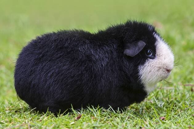  US-Teddy-Meerschweinchen, schwarz-weiß iblpia03731810.jpg