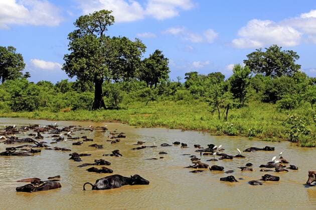 Asiatischer Bueffel, Asiatischer Wasserbueffel, Wasserbueffel (Bubalus bubalis, Bubalus arnee), mit Silberreiher, Casmerodius albus, Sri Lanka, Udawalawe Nationalpark Asian water buffalo, wild water buffalo, carabao (Bubalus bubalis, Bubalus arnee), with Great Egrets, Casmerodius albus, Sri Lanka, Udawalawe National Park BLWS347853