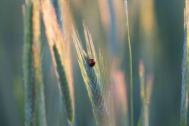 Ein Marienkäfer (Coccinellidae) sitzt auf, vom Gegenlicht angestrahlten Ähren eines Feldes. Bei Potsdam, Brandenburg, Deutschland.