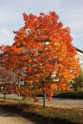 Die Roteichen setzen durch ihre Blattfärbung im Herbst besondere Akzente in der Natur. Roteiche im Herbstlaub