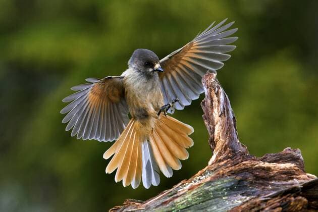 Unglueckshaeher, Ungluecks-Haeher (Perisoreus infaustus), landet auf Totholz, Schweden Siberian jay (Perisoreus infaustus), landing on deadwood, Sweden BLWS348679