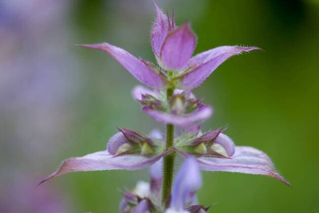 Muskatell-Salbei, Muskatellsalbei (Salvia sclarea), Spitze des Bluetenstands clary sage (Salvia sclarea), tip of the the inflorescence BLWS349471