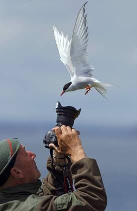 Kuestenseeschwalbe, Kuesten-Seeschwalbe (Sterna paradisaea), attackiert einen Fotograf , Grossbritannien, England, Northumberland, Farne Islands arctic tern (Sterna paradisaea), attacking a photographer, United Kingdom, England, Northumberland, Farne Islands BLWS349512