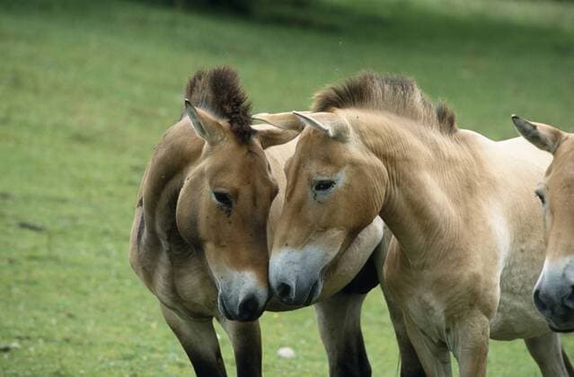 Przewalskipferd, Przewalski-Pferd, Przewalski-Wildpferd, Asiatisches Wildpferd, Mongolisches Wildpferd (Equus przewalski), zwei Pferde Kopf an Kopf nebeneinander stehend Przewalski s horse (Equus przewalski), two horses standing side by side, head to head BLWS019626