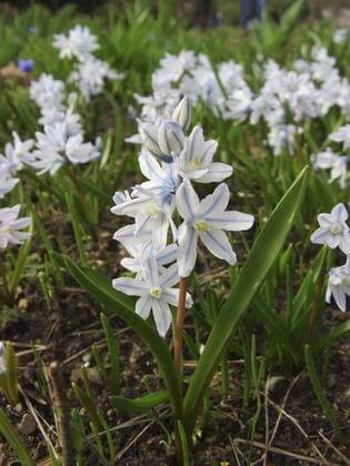 Puschkinie, Puschkinia (Puschkinia scilloides), bluehende Pflanzen Puschkinia (Puschkinia scilloides), blooming plants BLWS150787