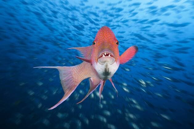 Mexikanischer Schweinslippfisch, Bodianus diplotaenia, Socorro, Revillagigedo-Inseln, Mexiko Mexican Hogfish, Bodianus diplotaenia, Socorro, Revillagigedo Islands, Mexico Mexikanischer Schweinslippfisch, Mexiko 