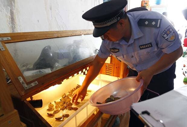 GUANGZHOU, CHINA - NOVEMBER 07: (CHINA OUT) Police ferret out an illegal breeding base in a residential block which nearby a Pets and Plants Market on November 7, 2013 in Guangzhou, Guangdong province of China. Policeman found that this apartment have a large number of tree lizards, snakes, spiders and yellow side neck turtles which at least 105 in total.  CFP445803332