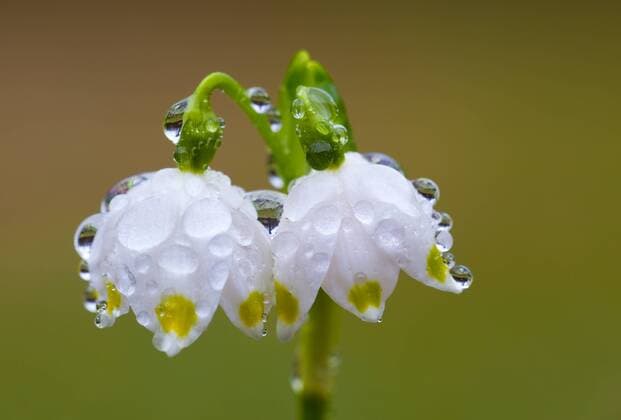 Regentropfen an zwei Blüten des Märzenbecher