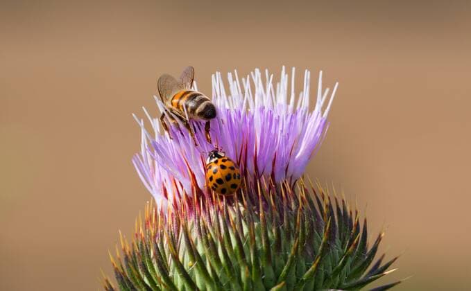 Biene und Marienkäfer auf einer Distelblüte