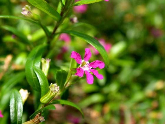 Koecherbluemchen, Japanische Scheinmyrte, Japanische Myrte (Cuphea hyssopifolia), Bluete elfin herb, false heather (Cuphea hyssopifolia), flower BLWS299259
