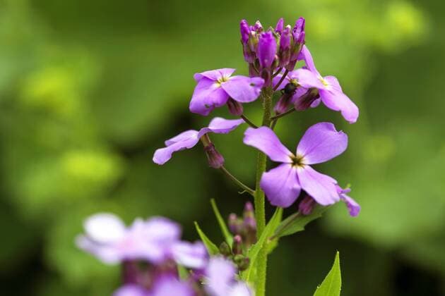 Gemeine Nachtviole (Hesperis matronalis), Bluetenstand, Deutschland dame s-rocket, dame s-violet, garden rocket, Dame s rocket (Hesperis matronalis), inflorescence, Germany BLWS337782