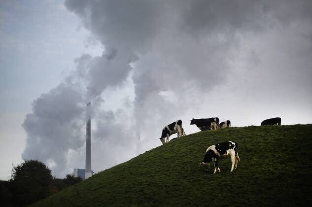 IMAGO Nature: Unsere Erde, Energiequellen, Kohlekraftwerke Kühe stehen vor dem Kohlekraftwerk Gelsenkirchen Scholven von E.ON am 18.10.13