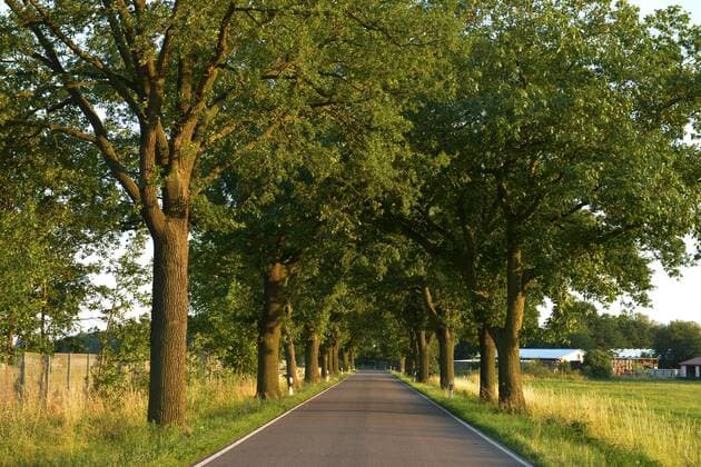 Baumallee, Gross Neuendorf, Brandenburg, Deutschland Baumallee Gross Neuendorf Brandenburg Deutschland