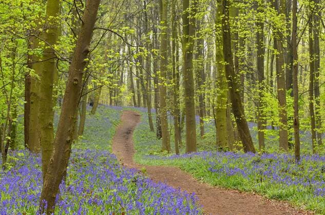 Hasengloeckchen, Atlantisches Hasengloeckchen, Wald-Hyazinthe, Waldhyazinthe (Hyacinthoides non-scripta, Endymion non-scriptus, Scilla non-scripta), Wanderweg durch einen Fruehlingswald mit bluehenden Hasengloeckchen, Deutschland Atlantic bluebell (Hyacinthoides non-scripta, Endymion non-scriptus, Scilla non-scripta), path in a spring wood with blooming bluebells, Germany BLWS324476