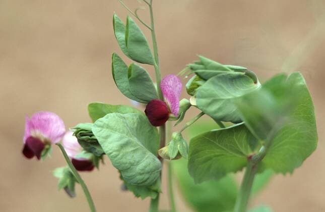 IMAGO Nature: Unsere Erde, Klimawandel, Ernährung, Pflanzen der Zukunft, Futtererbse Erbse, Futtererbse, Futter-Erbse (Pisum sativum, Pisum sativum ssp. arvense), bluehend garden pea (Pisum sativum, Pisum sativum ssp. arvense), blooming BLW049430
