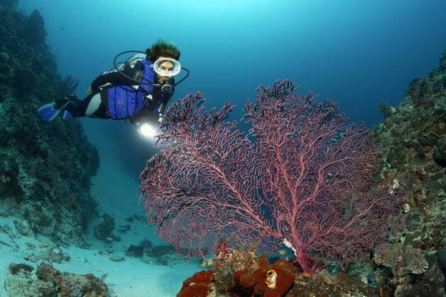  Taucherin betrachtet Gorgonie, Fächerkoralle, Weichkoralle, UNESCO Weltnaturerbe, Great Barrier Reef, Australien, Pazifik, Ozeanien iblnpr03795107.jpg