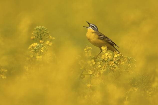 Schafstelze, Schaf-Stelze (Motacilla flava), singt im Rapsfeld, Ungarn, Hortobagy, Nagyivan Yellow wagtail (Motacilla flava), singing in a rapefield, Hungary, Hortobagy, Nagyivan BLWS353149