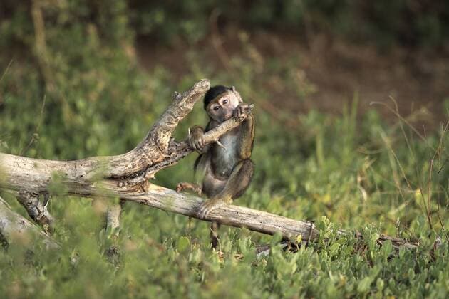 Anubis-Pavian, Anubispavian, Gruener Pavian, Gelber Pavian, Webbipavian, Gelber Babuin (Papio anubis, Papio cynocephalus anubis), Jungtier, Kenia, Amboseli Nationalpark yellow baboon, savannah baboon, anubius baboon, olive baboon (Papio anubis, Papio cynocephalus anubis), pup, Kenya, Amboseli National Park BLWS353720