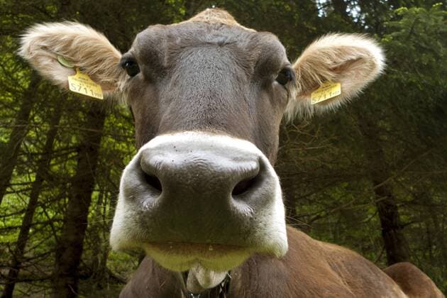 Hausrind (Bos primigenius f. taurus), Portraet, Oesterreich, Tirol, Lechtal domestic cattle (Bos primigenius f. taurus), portrait, Austria, Tyrol, Lechtal BLWS354995
