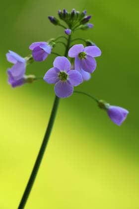 Wiesenschaumkraut, Wiesen-Schaumkraut (Cardamine pratensis), Bluetenstand, Deutschland, Nordrhein-Westfalen cuckooflower, lady s smock (Cardamine pratensis), inflorescence, Germany, North Rhine-Westphalia BLWS274749