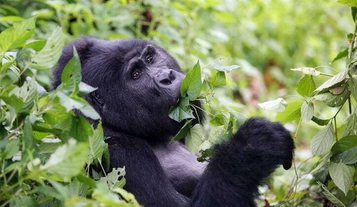 Birungi the 18 month old gorilla showing off in the Bwindi Impenenetrable Forest in Uganda, he is one of 408 gorillas left in the forest, Sunday, 24th November 2013. Picture by Roger Allen i-Images RogerxAllenx xi-Images  IIM-1161-0014