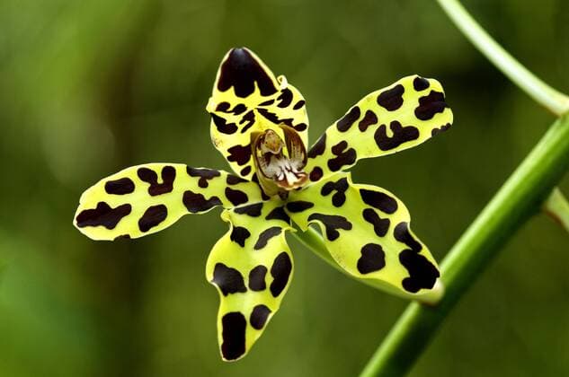 IMAGO Nature: Unsere Erde: Pflanzenwelt: Gepunktete Pflanzen tropische Orchidee, Grammatophyllum speciosum (Grammatophyllum speciosum), Bluete einer Zuchtform, Thailand, Phuket Grammatophyllum (Grammatophyllum speciosum), flower, Thailand, Phuket BLWS356197